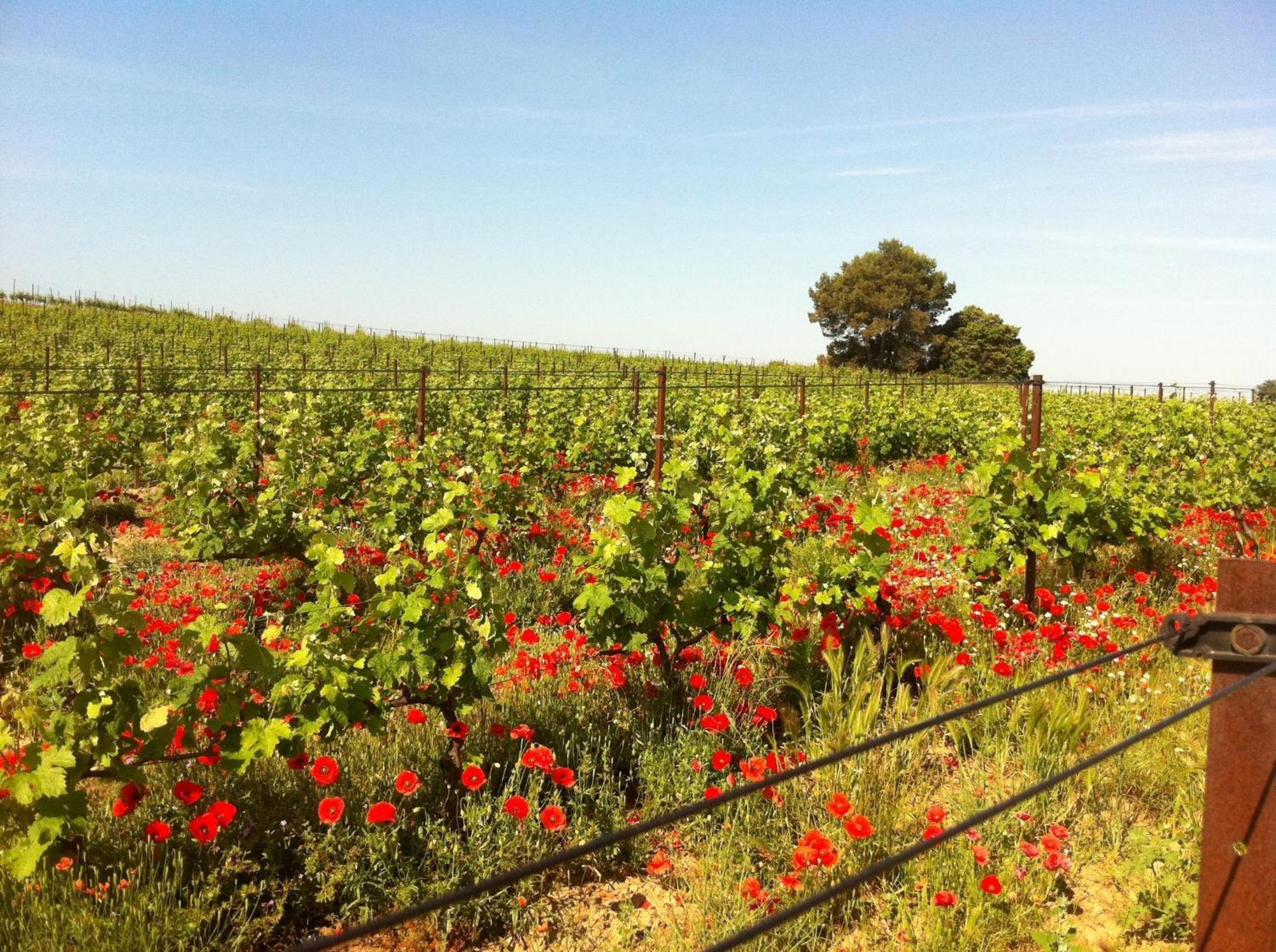 Maison De Margot Peyriac-Minervois Экстерьер фото